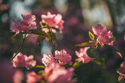 粉红色的花朵在透镜倾斜转变
